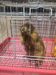 -Moni星球萌宠·小马宝莉·灵蛇·高端高阶全萌宠互动体验俱乐部(红豆国际广场店)