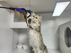 -十月米努特矮脚猫舍