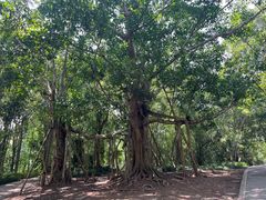 -中国科学院西双版纳热带植物园