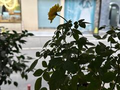 -节节香.成都非遗肥肠粉(总店)