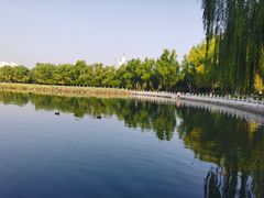 -莲花池公园