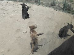 -新疆天山野生动物园