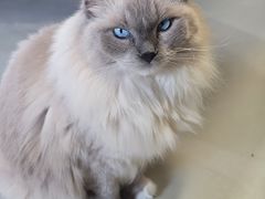-豆逗聊愈猫阁Easy Life