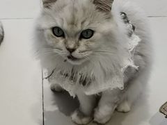 -怪兽屋·羊驼·猫咖·狗咖(俊华广场店)