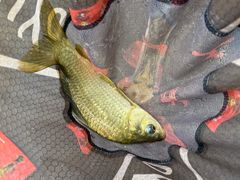 -酷鱼垂钓CLUB(朝阳区博大路店 )