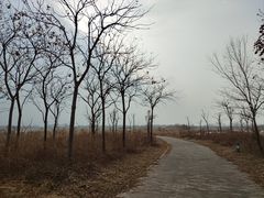 -盐城丹顶鹤湿地生态旅游区