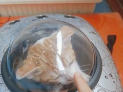 -创凡宠物医院·骨专科  猫科中心(西乡分院)