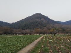 -八卦田遗址公园