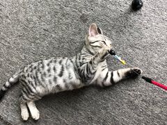 -喵店&猫咖