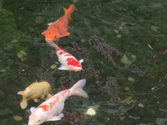 -广州白天鹅宾馆
