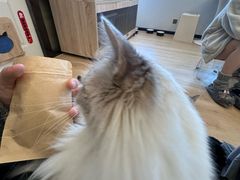 -有喵·猫咖·狗咖·30几只猫10只小狗(岗厦店)