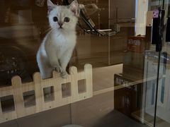-三花喵·撸猫购宠·宠物生活馆(虹桥南丰城店)