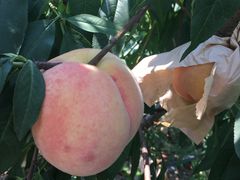 -南汇水蜜桃采摘(大团店)