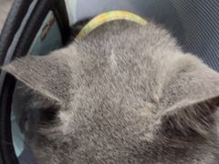 -乐琪宠物医院·犬猫专科·骨外科·急重症