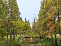 -黄海国家森林公园