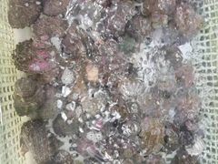 -后田海鲜餐厅(南澳香湖湾店)