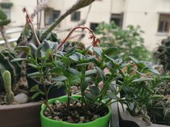 -满记甜品(巴黎春天宝山店)