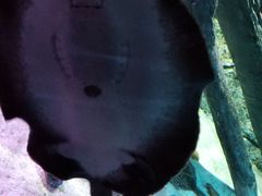 -暹罗海洋世界