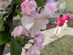 -海棠花溪(元大都城垣遗址公园)