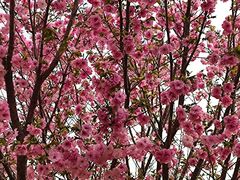 -古柏渡丰乐樱花园