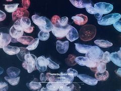 -大连老虎滩海洋公园