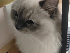 -瑞派雷欧宠物医院·24h夜诊·心脏骨科牙科·全科重症转诊中心(无影山店)