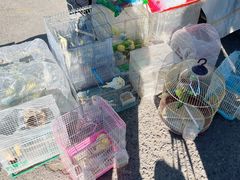 -中环花鸟鱼虫市场