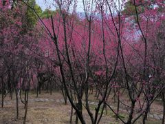 -金鸡山公园