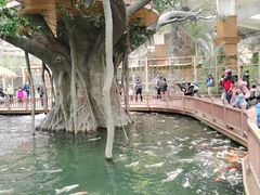 -南宫五洲植物乐园