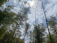 -宁波浙东大竹海景区