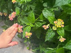 -南宫五洲植物乐园