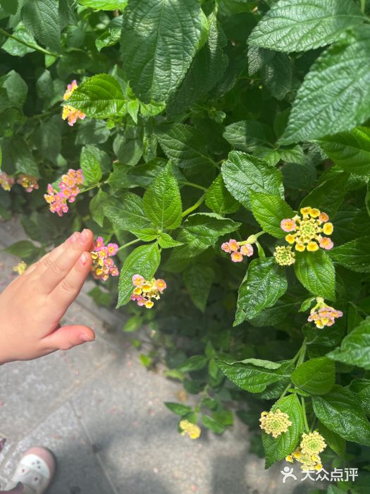 南宫五洲植物乐园图片