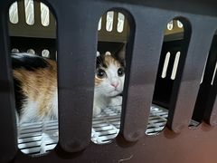 -爱侣宠医·鹦鹉专科·小型哺乳类·异宠专科(灵石路店)