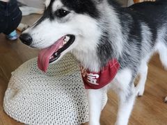 -Husky Go! 哈士奇体验馆·宠物咖啡厅狗咖