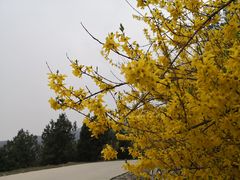 -北京西山国家森林公园