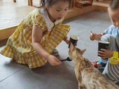 -吉丁鸟咖·异宠·寄养
