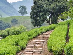 -帐篷客·溪龙茶谷度假酒店