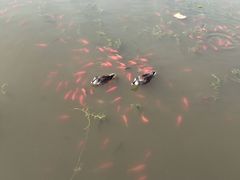 -前关湿地公园