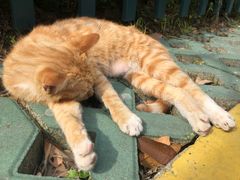 -上海市徐汇区枫林幼儿园(小木桥路)