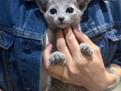 -琪喵猫屋·撸猫猫咖·猫舍