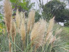 -两河城市森林公园