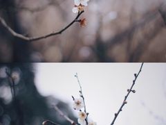 -香雪海