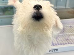 -翊宠yipet猫狗购宠庄园犬舍•猫舍