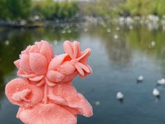 -翠湖公园