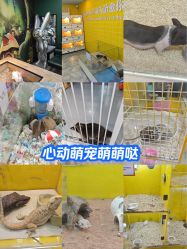 -神奇动物撸宠馆·羊驼·小浣熊·异宠(豫园店)