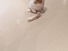 -藏猫猫咖啡主题馆(中央大道店)