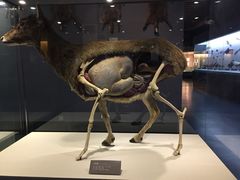 -青藏高原自然博物馆
