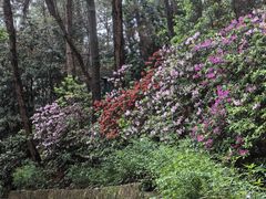 -铁山坪森林公园