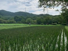-八卦田遗址公园