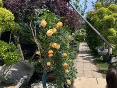 -龙大花卉苗木市场
